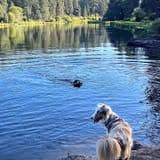 Good Dog Loop photo 1